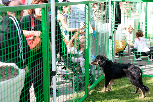 Konak’ta kedi ve köpekler yeni yuvalarına kavuştu