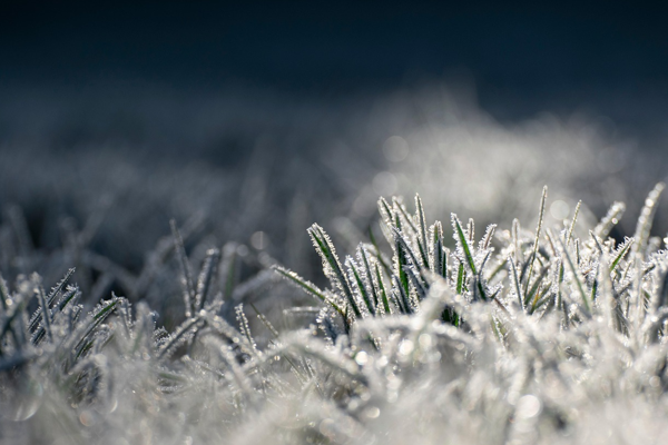 Zirai dondan etkilenen üreticilere destek ödemesi