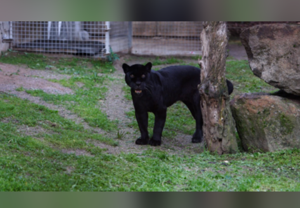 İzmir Doğal Yaşam Parkı’na siyah jaguar ve boz ayı geldi