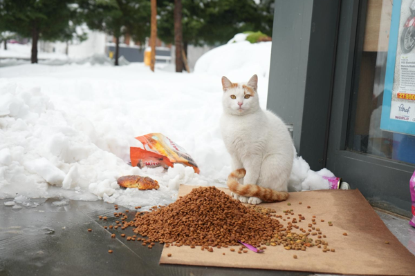 Sokak hayvanları için 40 noktaya mama ve kuş yemi bırakıldı