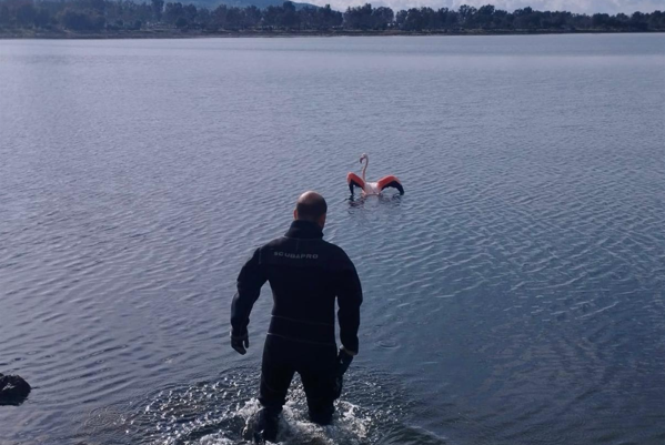 İzmir İtfaiyesi’nden flamingo operasyonu