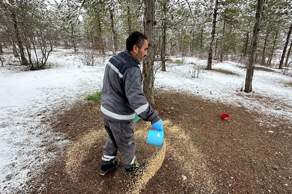 Çorum’da yaban hayvanları için yem bırakıldı