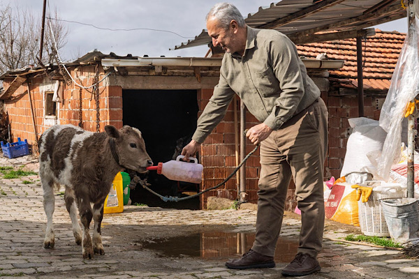 İzmir’de 3 bin 500 hayvancılık işletmesine buzağı kiti desteği sağlandı
