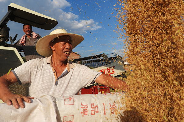 Çin’in tahıl üretimi iki yıldır 700 milyon tonun üzerinde seyrediyor