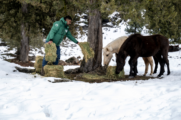 Büyükşehir ekipleri Toros Dağları’ndaki yılkı atlarını besledi