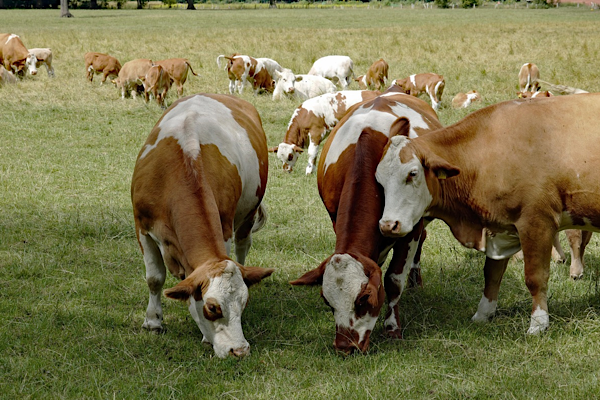 DMM: ”Büyükbaş hayvan sayısında hayalet artış” iddiaları dezenformasyondur