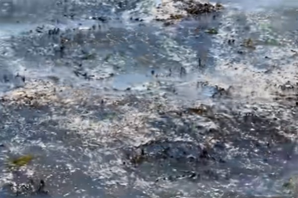 Yeni Zelanda’danın başkentinde lağım atıkları iki haftadır okyanusa akıyor