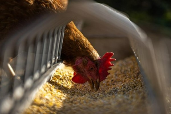 TÜİK- Tavuk eti üretimi 253 bin 993 ton, tavuk yumurtası üretimi 1,86 milyar adet oldu