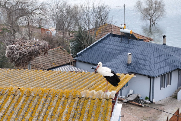 Karabatı: 15 yıllık hikaye sadakatin ve sevginin sembolü haline geldi