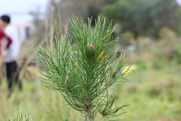Bodrum’da bin 500 fidan toprakla buluştu