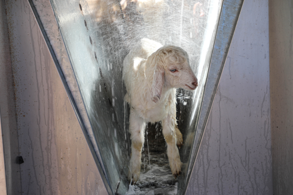 Antalya Büyükşehir Belediyesi’nden ücretsiz parazit uygulaması