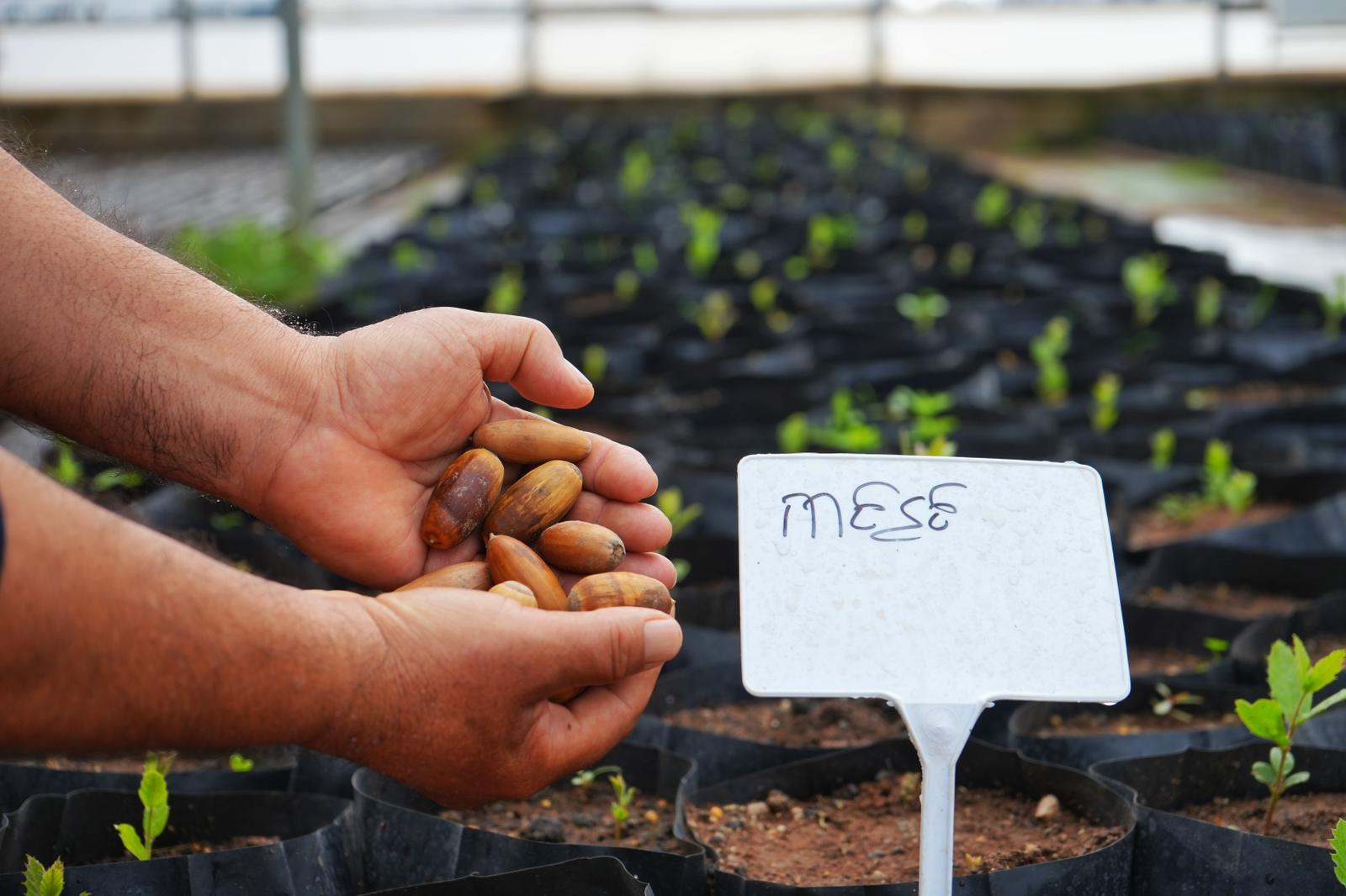 Kayapınar’da meşe palamutlarından 1000 fide üretildi