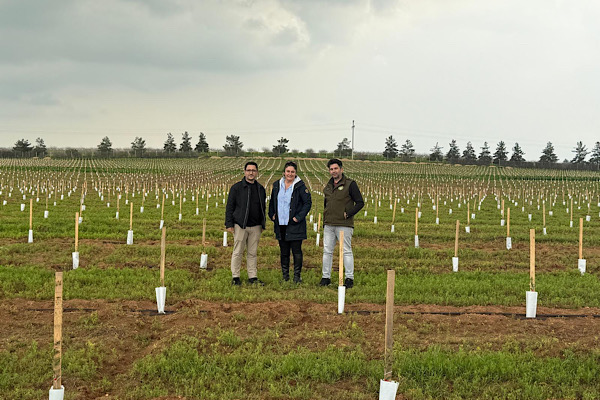 TİGEM Ceylanpınar’daki zeytin plantasyonunda dikimler tamamlandı