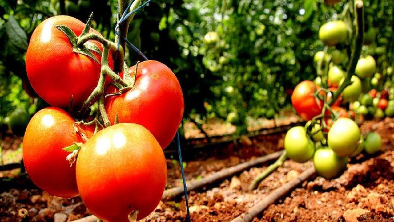 Tarlada “bedava” olan domatesin İstanbul’a girişi 20 TL!