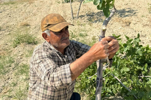 Şanlıurfa’da fıstık ağaçlarında kalem aşısı dönemi başladı