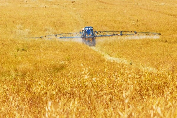 TÜRİB’de ekmeklik buğday fiyatı haftayı yükselişle kapattı