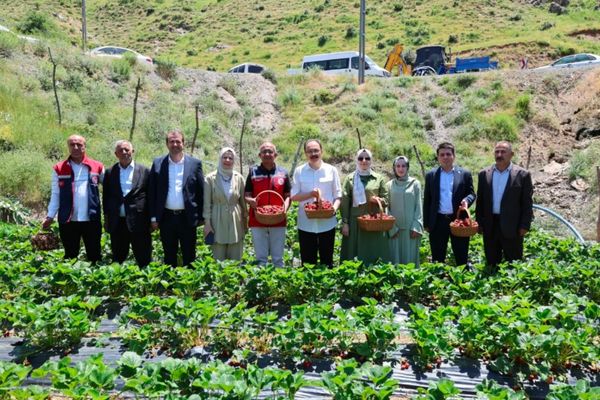Şirvan’da çilek hasadı yapıldı