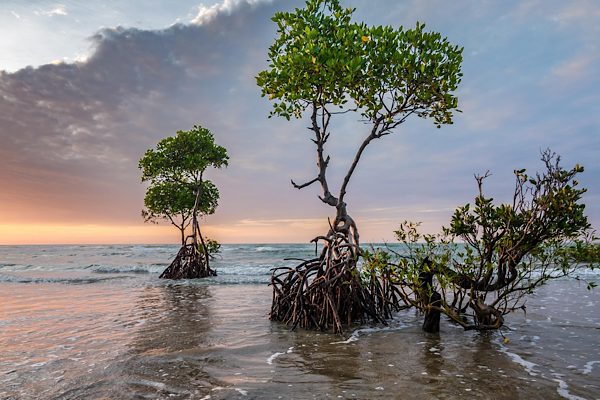 UNESCO’dan mangrov ekosistemleri için farkındalık çağrısı