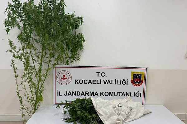 Kocaeli’de bir kök kenevir bitkisi ele geçirildi