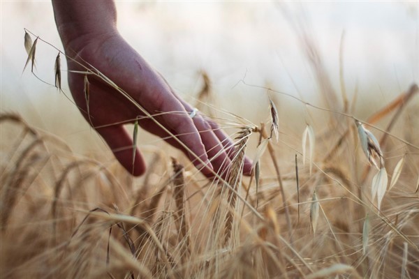 Arpa ve buğday endekslerinde haftalık yükseliş